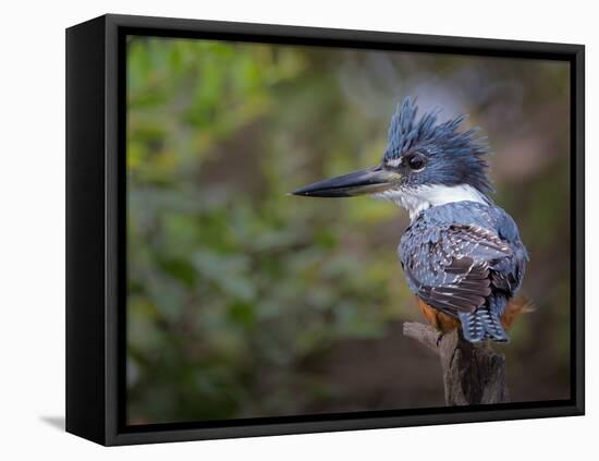 Good Hair Day-Greg Barsh-Framed Stretched Canvas