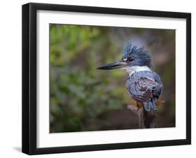 Good Hair Day-Greg Barsh-Framed Photographic Print