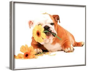 Good Morning Bulldog Photo Print Poster-null-Framed Mini Poster