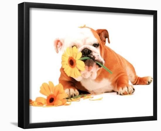 Good Morning Bulldog Photo Print Poster-null-Framed Mini Poster