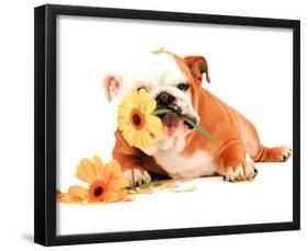 Good Morning Bulldog Photo Print Poster-null-Framed Mini Poster