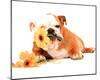 Good Morning Bulldog Photo Print Poster-null-Mounted Mini Poster