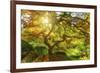 Good Morning Sunshine-Darren White Photography-Framed Photographic Print