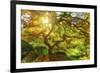 Good Morning Sunshine-Darren White Photography-Framed Photographic Print