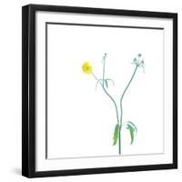 Good Morning Sunshine-Jacob Berghoef-Framed Photographic Print