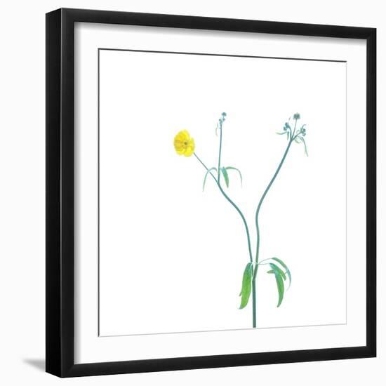 Good Morning Sunshine-Jacob Berghoef-Framed Photographic Print