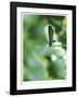 Good Morning-Michelle Wermuth-Framed Giclee Print