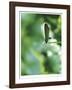 Good Morning-Michelle Wermuth-Framed Giclee Print