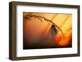 Good Night-Francois Casanova-Framed Photographic Print