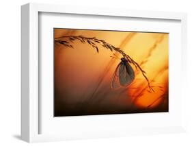 Good Night-Francois Casanova-Framed Photographic Print