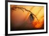 Good Night-Francois Casanova-Framed Photographic Print