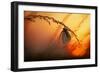 Good Night-Francois Casanova-Framed Photographic Print