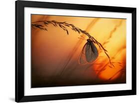 Good Night-Francois Casanova-Framed Photographic Print