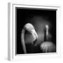 Goodbye-Claudio Moretti-Framed Photographic Print