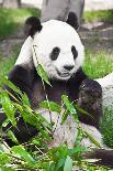 Giant Panda-GoodOlga-Photographic Print