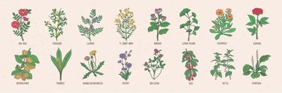 Collection of Wild Meadow Herbs, Blooming Flowers and Tropical Plants with Edible Berries Hand Draw-GoodStudio-Framed Art Print