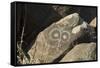 Google-Eyed Jornada-Mogollon Petroglyph at Three Rivers Site, New Mexico-null-Framed Stretched Canvas