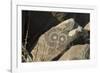 Google-Eyed Jornada-Mogollon Petroglyph at Three Rivers Site, New Mexico-null-Framed Photographic Print