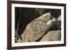 Google-Eyed Jornada-Mogollon Petroglyph at Three Rivers Site, New Mexico-null-Framed Photographic Print