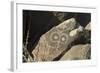 Google-Eyed Jornada-Mogollon Petroglyph at Three Rivers Site, New Mexico-null-Framed Photographic Print