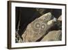 Google-Eyed Jornada-Mogollon Petroglyph at Three Rivers Site, New Mexico-null-Framed Photographic Print