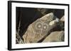 Google-Eyed Jornada-Mogollon Petroglyph at Three Rivers Site, New Mexico-null-Framed Photographic Print