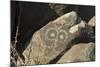 Google-Eyed Jornada-Mogollon Petroglyph at Three Rivers Site, New Mexico-null-Mounted Photographic Print