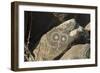 Google-Eyed Jornada-Mogollon Petroglyph at Three Rivers Site, New Mexico-null-Framed Photographic Print