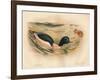 Goosander (Merganser castor), Harlequin Duck (Cosmonetta histrionica), 1900, (1900)-Charles Whymper-Framed Giclee Print