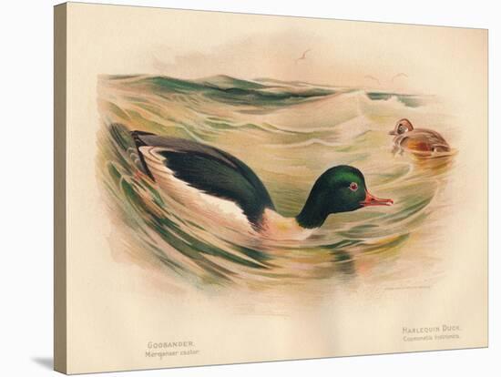 Goosander (Merganser castor), Harlequin Duck (Cosmonetta histrionica), 1900, (1900)-Charles Whymper-Stretched Canvas