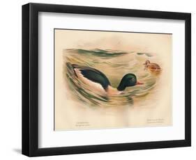 Goosander (Merganser castor), Harlequin Duck (Cosmonetta histrionica), 1900, (1900)-Charles Whymper-Framed Giclee Print