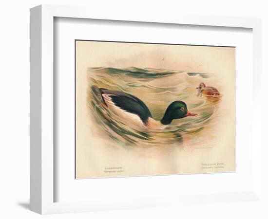 Goosander (Merganser castor), Harlequin Duck (Cosmonetta histrionica), 1900, (1900)-Charles Whymper-Framed Giclee Print