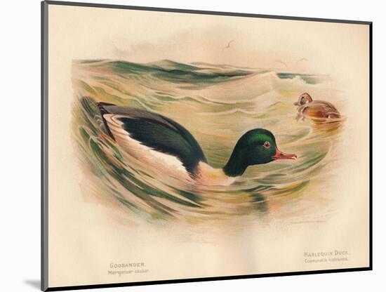 Goosander (Merganser castor), Harlequin Duck (Cosmonetta histrionica), 1900, (1900)-Charles Whymper-Mounted Giclee Print