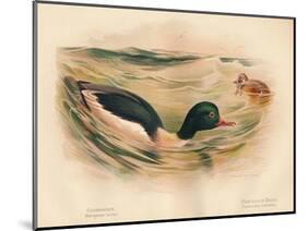 Goosander (Merganser castor), Harlequin Duck (Cosmonetta histrionica), 1900, (1900)-Charles Whymper-Mounted Giclee Print