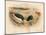 Goosander (Merganser castor), Harlequin Duck (Cosmonetta histrionica), 1900, (1900)-Charles Whymper-Mounted Giclee Print