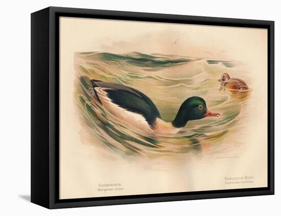 Goosander (Merganser castor), Harlequin Duck (Cosmonetta histrionica), 1900, (1900)-Charles Whymper-Framed Stretched Canvas
