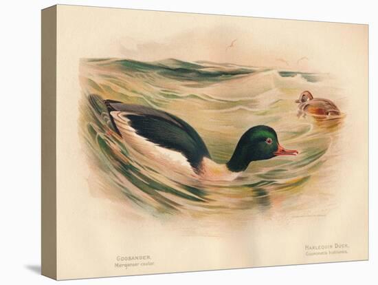 Goosander (Merganser castor), Harlequin Duck (Cosmonetta histrionica), 1900, (1900)-Charles Whymper-Stretched Canvas