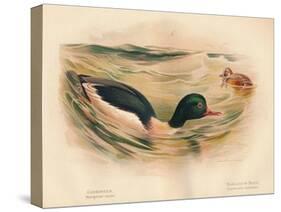 Goosander (Merganser castor), Harlequin Duck (Cosmonetta histrionica), 1900, (1900)-Charles Whymper-Stretched Canvas