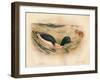 Goosander (Merganser castor), Harlequin Duck (Cosmonetta histrionica), 1900, (1900)-Charles Whymper-Framed Giclee Print