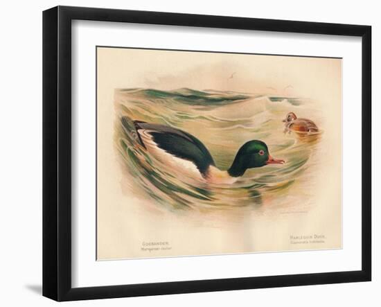 Goosander (Merganser castor), Harlequin Duck (Cosmonetta histrionica), 1900, (1900)-Charles Whymper-Framed Giclee Print