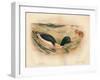 Goosander (Merganser castor), Harlequin Duck (Cosmonetta histrionica), 1900, (1900)-Charles Whymper-Framed Giclee Print