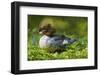 Goosander (Mergus merganser) also called common merganser with chicks. Munich, Bavaria, Germany-Martin Zwick-Framed Photographic Print