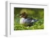 Goosander (Mergus merganser) also called common merganser with chicks. Munich, Bavaria, Germany-Martin Zwick-Framed Photographic Print