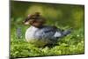 Goosander (Mergus merganser) also called common merganser with chicks. Munich, Bavaria, Germany-Martin Zwick-Mounted Photographic Print