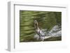 Goosander (Mergus merganser) chick hunting mayfly,  Upper Bavaria, Germany-Konrad Wothe-Framed Photographic Print