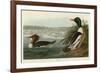 Goosander-John James Audubon-Framed Giclee Print