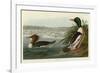 Goosander-John James Audubon-Framed Giclee Print