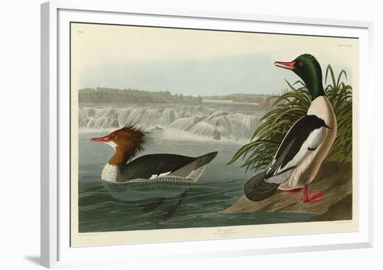 Goosander-John James Audubon-Framed Giclee Print