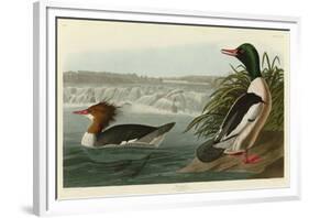 Goosander-John James Audubon-Framed Giclee Print