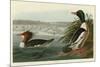 Goosander-John James Audubon-Mounted Giclee Print